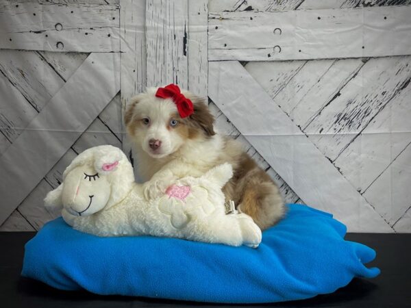 Miniature Australian Shepherd DOG Female Red Merle 24607 Petland Las Vegas, Nevada