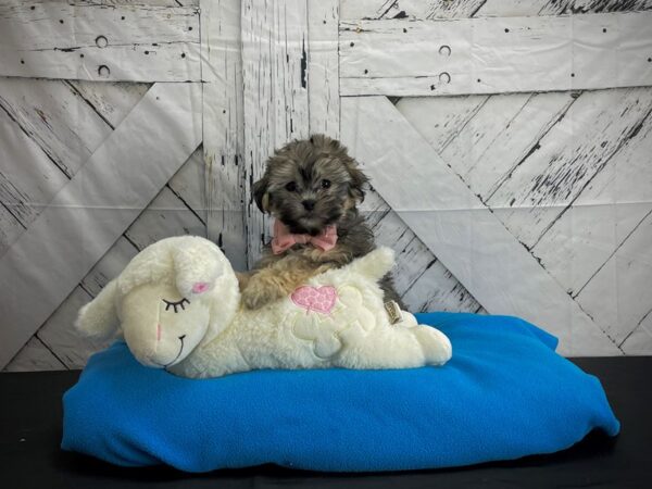 Havanese DOG Male Gold 24602 Petland Las Vegas, Nevada