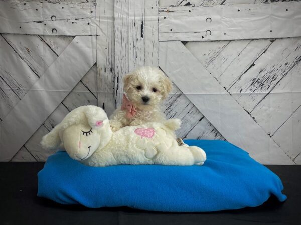 Bichon Frise DOG Male White 24599 Petland Las Vegas, Nevada