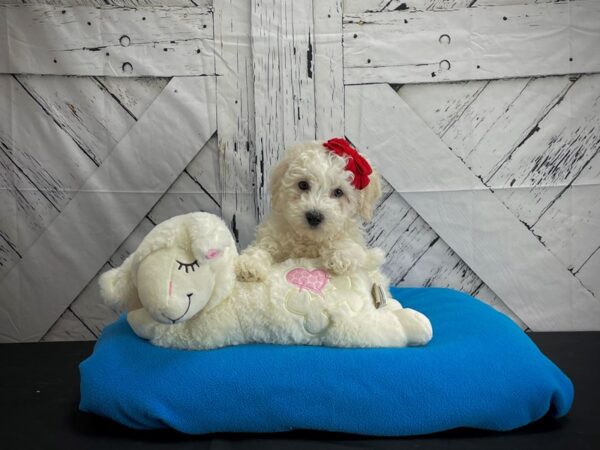 Bichon Frise DOG Female White 24598 Petland Las Vegas, Nevada