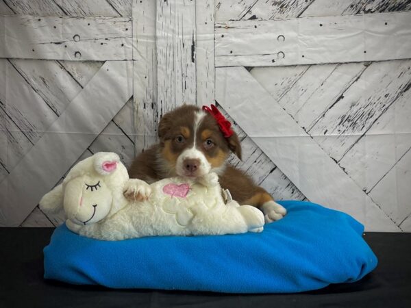 Australian Shepherd DOG Female Red 24591 Petland Las Vegas, Nevada