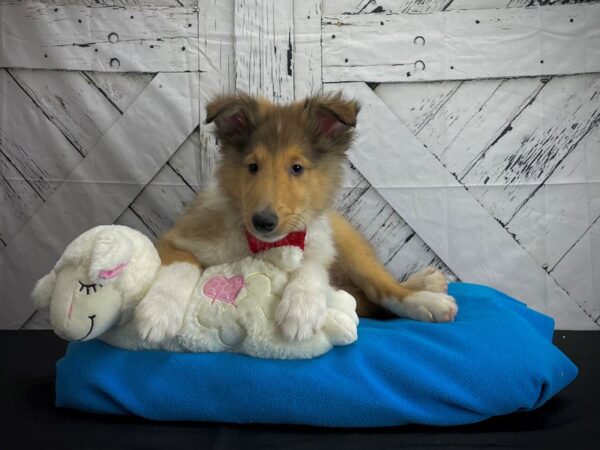 Collie DOG Male Sable and White 24590 Petland Las Vegas, Nevada