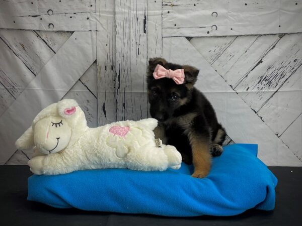 German Shepherd Dog DOG Female Black and Tan 24589 Petland Las Vegas, Nevada