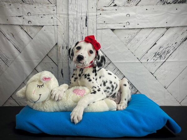 Dalmatian DOG Female White and Black 24587 Petland Las Vegas, Nevada