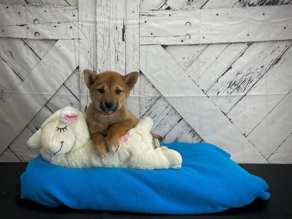 Shiba Inu DOG Female Red 24586 Petland Las Vegas, Nevada