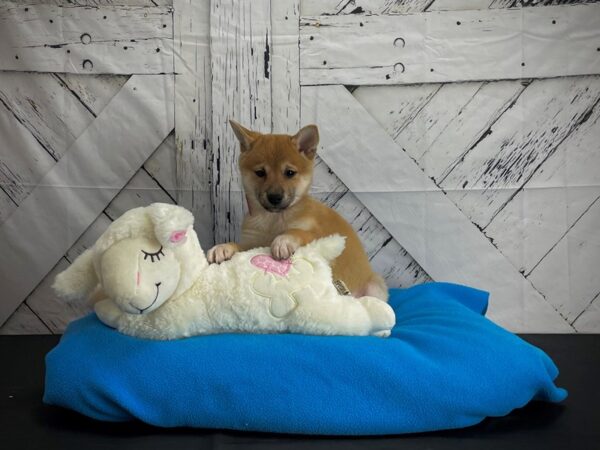 Shiba Inu DOG Female Red 24585 Petland Las Vegas, Nevada