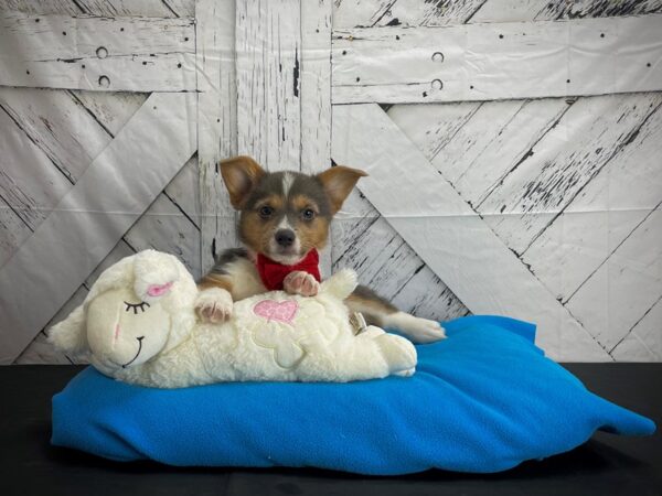 Pembroke Welsh Corgi DOG Male Blue 24584 Petland Las Vegas, Nevada