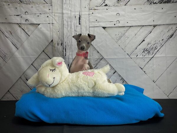 Italian Greyhound DOG Female Blue 24583 Petland Las Vegas, Nevada