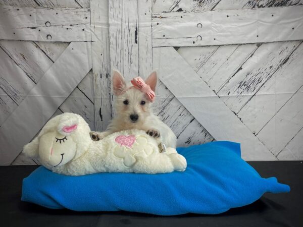 West Highland White Terrier DOG Female White 24582 Petland Las Vegas, Nevada