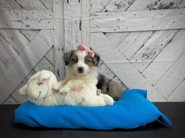 Miniature Australian Shepherd DOG Female Blue Merle White and Tan 24581 Petland Las Vegas, Nevada