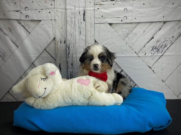 Australian Shepherd/Miniature Australian Shepherd DOG Male Blue Merle 24597 Petland Las Vegas, Nevada