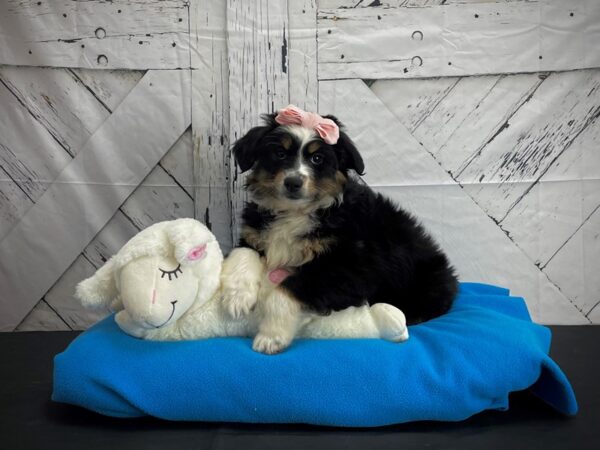 Australian Shepherd/Miniature Australian Shepherd DOG Female Black / Tan 24596 Petland Las Vegas, Nevada