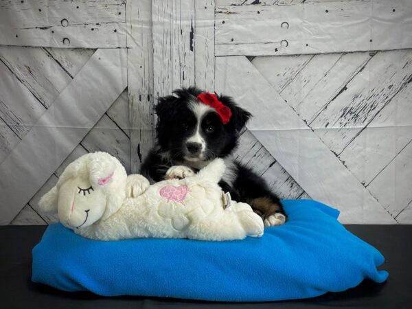 Australian Shepherd DOG Female Black Tan / White 24595 Petland Las Vegas, Nevada