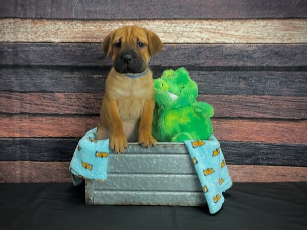 Beagle/Shar Pei-DOG-Male-Red-24633-Petland Las Vegas, Nevada