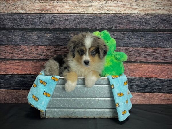 Australian Shepherd/Miniature Australian Shepherd DOG Male Blue Merle 24632 Petland Las Vegas, Nevada