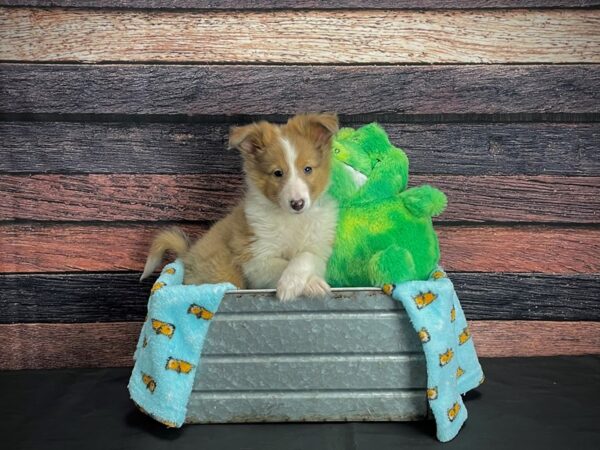 Shetland Sheepdog DOG Male Sable 24630 Petland Las Vegas, Nevada