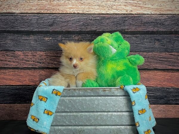 Pomeranian-DOG-Male-Orange-24629-Petland Las Vegas, Nevada