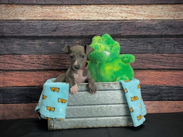 Italian Greyhound DOG Female Blue 24626 Petland Las Vegas, Nevada