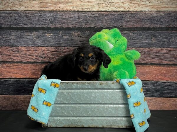 Dachshund DOG Female Black / Tan 24625 Petland Las Vegas, Nevada