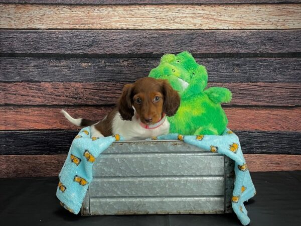 Dachshund DOG Female Red Sable 24623 Petland Las Vegas, Nevada