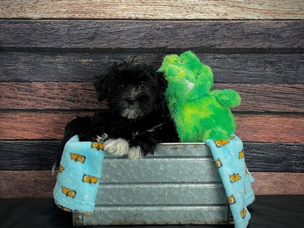 Maltese/Shih Tzu-DOG-Female-Black and White-24621-Petland Las Vegas, Nevada