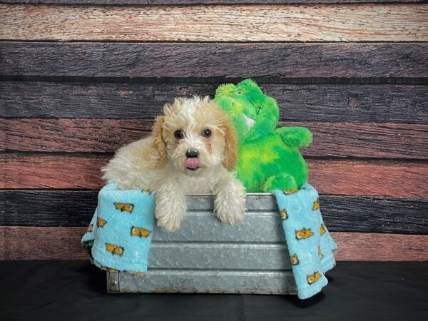 F1B Bichpoo DOG Male Apricot 24620 Petland Las Vegas, Nevada