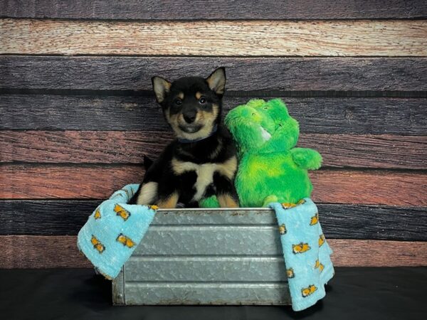 Shiba Inu DOG Male Black and Tan 24615 Petland Las Vegas, Nevada