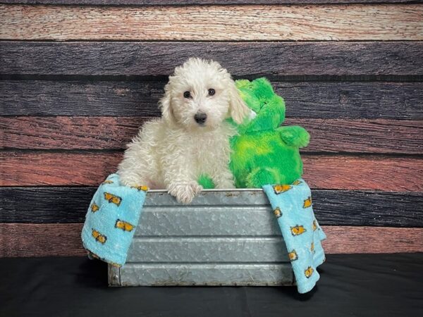 Bichon Frise DOG Male White 24612 Petland Las Vegas, Nevada