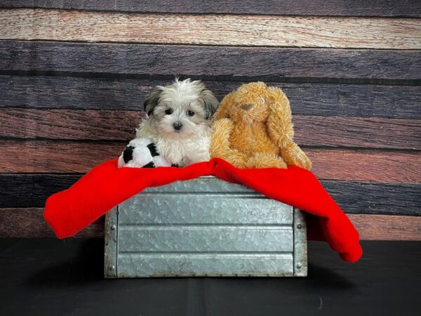 Maltese/Poodle-DOG-Female-White / Gold-24658-Petland Las Vegas, Nevada