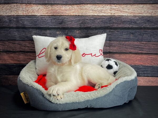 Labrador Retriever/Standard Poodle-DOG-Female-Yellow-24656-Petland Las Vegas, Nevada