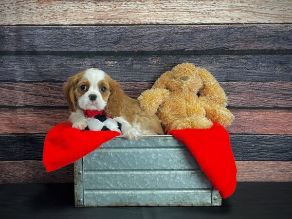 Cavalier King Charles Spaniel DOG Male Blenheim 24655 Petland Las Vegas, Nevada