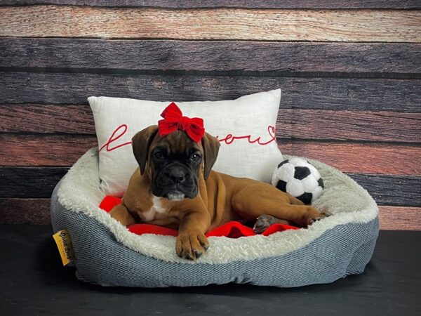 Boxer DOG Female Fawn 24654 Petland Las Vegas, Nevada