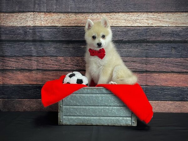 Alaskan Klee Kai DOG Male Cream 24653 Petland Las Vegas, Nevada