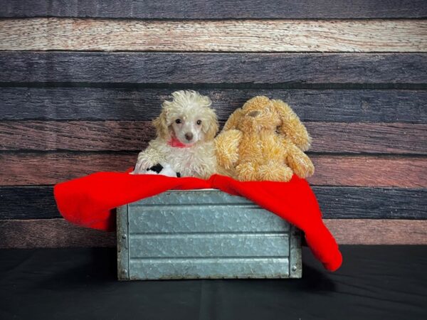 Poodle-DOG-Female-Apricot-24650-Petland Las Vegas, Nevada