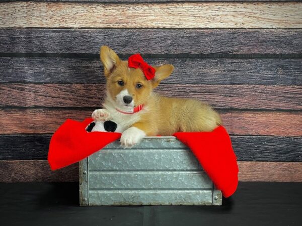 Pembroke Welsh Corgi DOG Female Sable / White 24649 Petland Las Vegas, Nevada