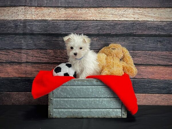 Maltese DOG Male White 24648 Petland Las Vegas, Nevada