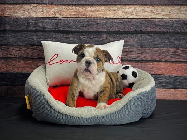 English Bulldog DOG Male Red Brindle 24645 Petland Las Vegas, Nevada