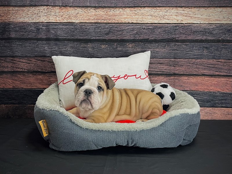 English Bulldog Puppy Fawn ID:24644 Located at Petland Las Vegas