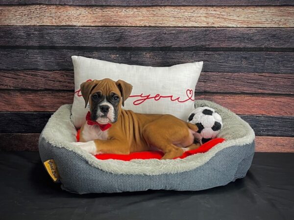 Boxer DOG Male Fawn 24643 Petland Las Vegas, Nevada