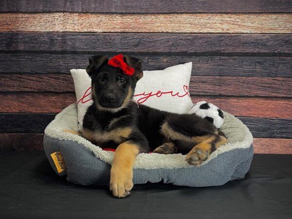 German Shepherd Dog DOG Female Black and Tan 24639 Petland Las Vegas, Nevada