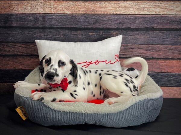 Dalmatian-DOG-Male-White and Black-24638-Petland Las Vegas, Nevada