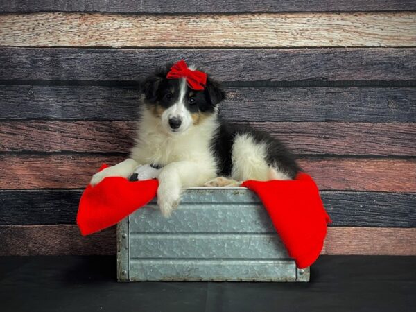 Shetland Sheepdog-DOG-Female-Black White and Tan-24637-Petland Las Vegas, Nevada