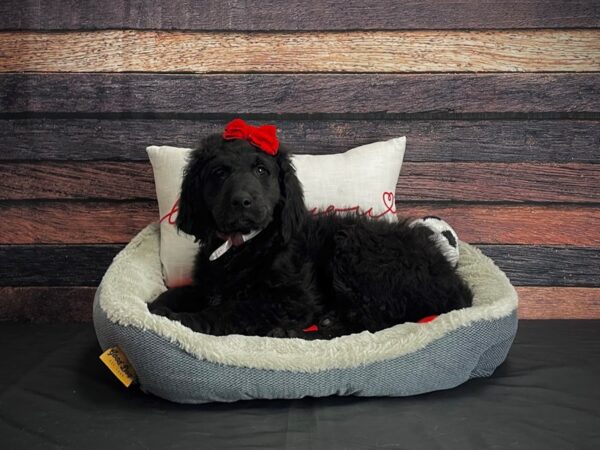 Golden Retriever/Standard Poodle DOG Female Black 24636 Petland Las Vegas, Nevada