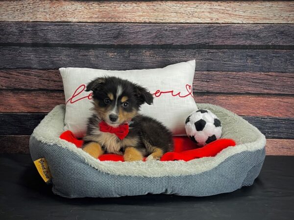 Miniature Australian Shepherd DOG Male 24660 Petland Las Vegas, Nevada