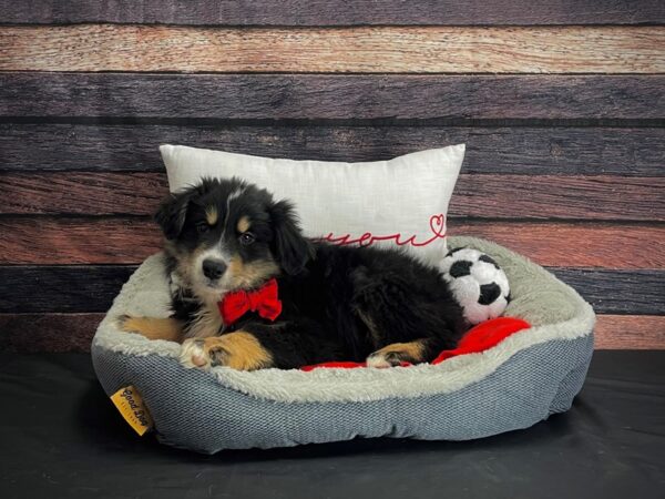 Miniature Australian Shepherd DOG Male 24661 Petland Las Vegas, Nevada