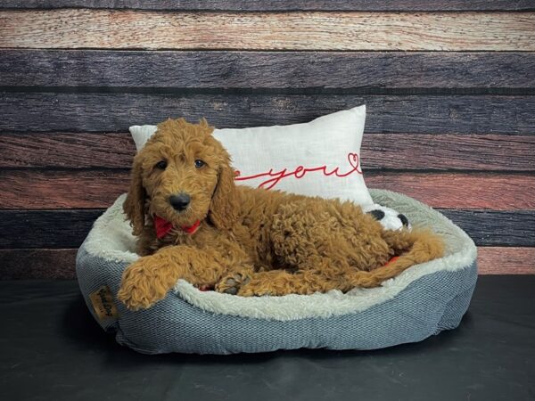 F1B Goldendoodle DOG Male Golden 24663 Petland Las Vegas, Nevada