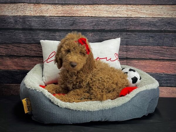 F1B Goldendoodle DOG Female Golden 24664 Petland Las Vegas, Nevada