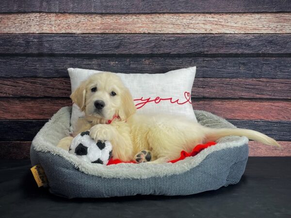 English Cream Golden Retriever DOG Male Cream 24666 Petland Las Vegas, Nevada