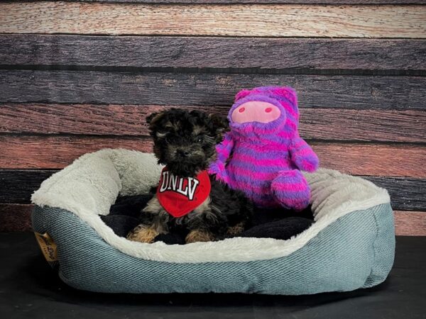 Maltese/Yorkshire Terrier DOG Female Black / Tan 24702 Petland Las Vegas, Nevada