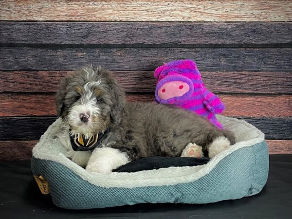 Bernese Mountain Dog/Standard Poodle-DOG-Male-Blue Merle White / Tan-24700-Petland Las Vegas, Nevada